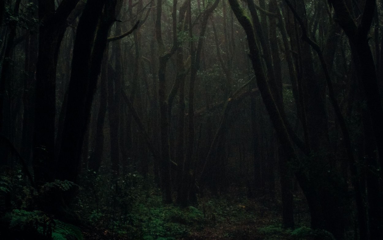 Мрачный густой лес