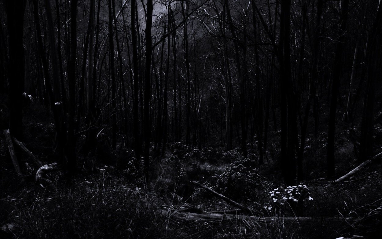 Жуткий темный лес