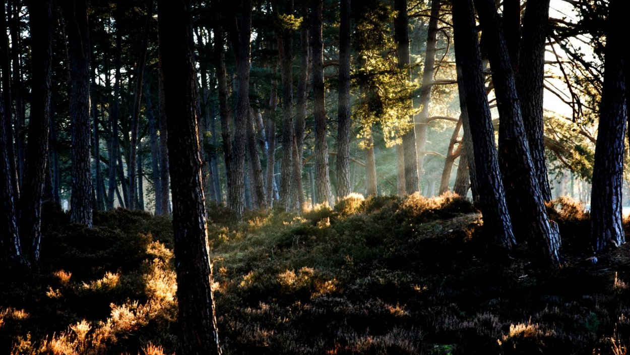 Темный Сосновый лес