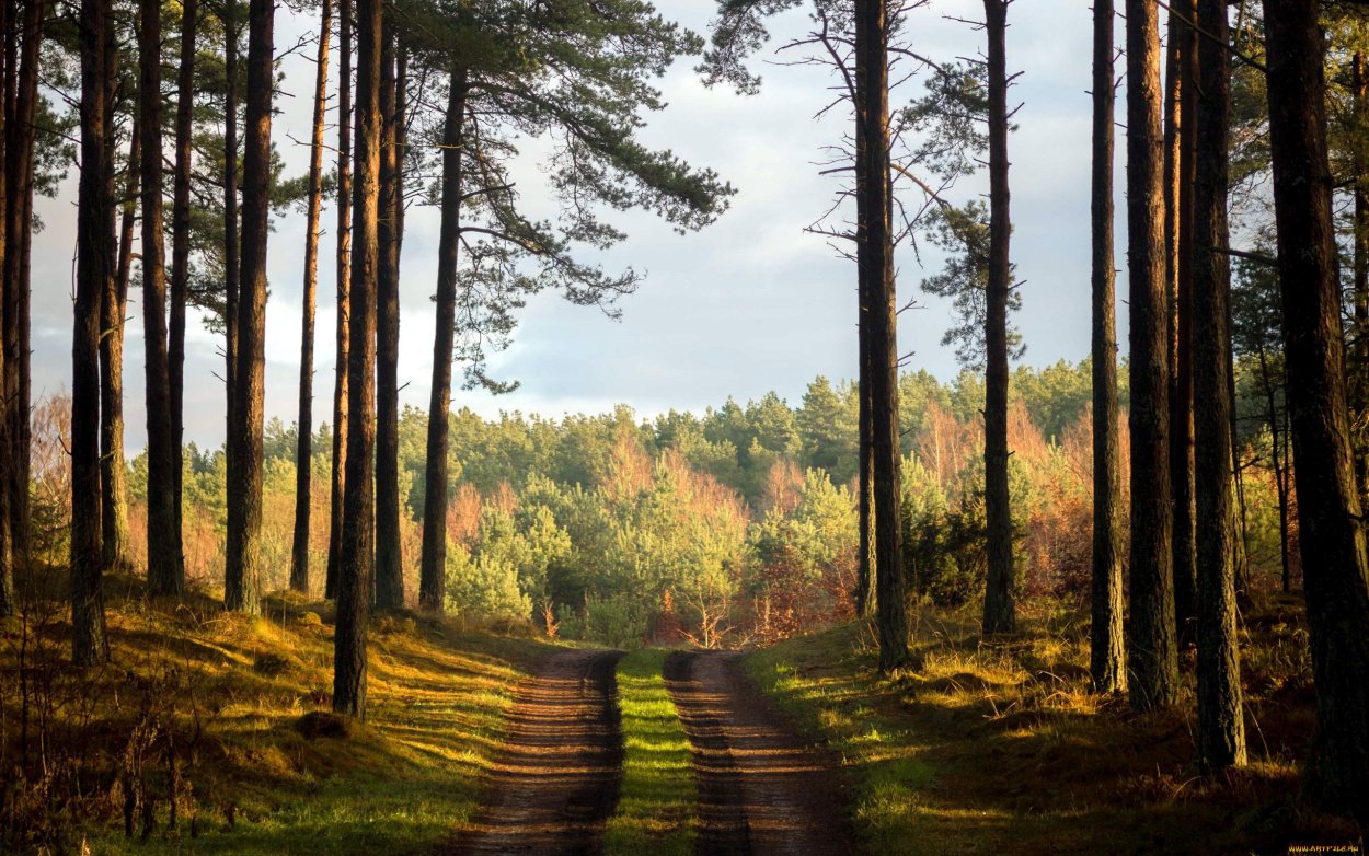 Сосновый лес Марий Эл