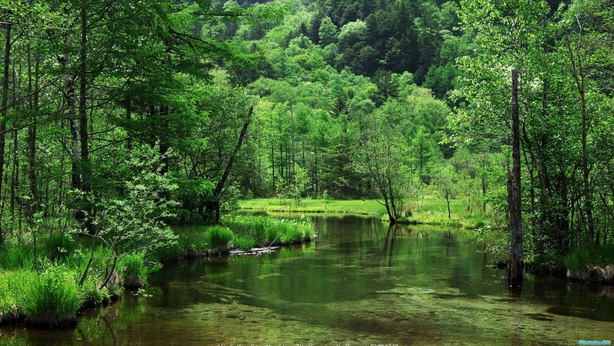 Беловежская пуща озеро