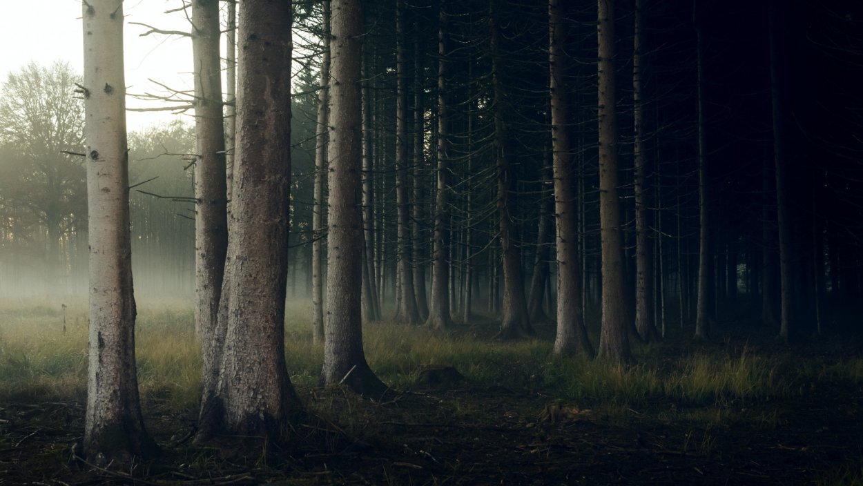 Темный лес