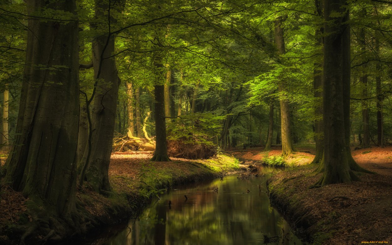 Красивый лес