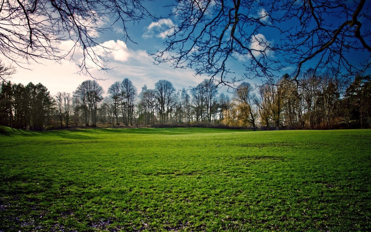 Поляна с деревьями