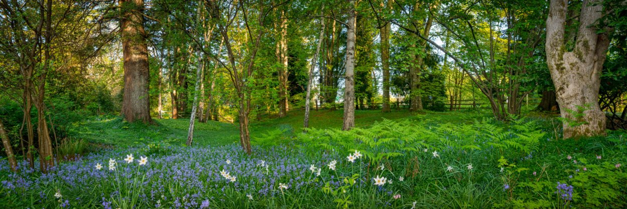 Лес панорама