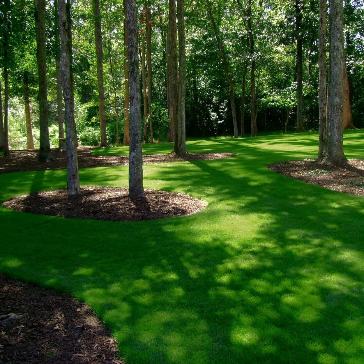 Травосмесь теневыносливая