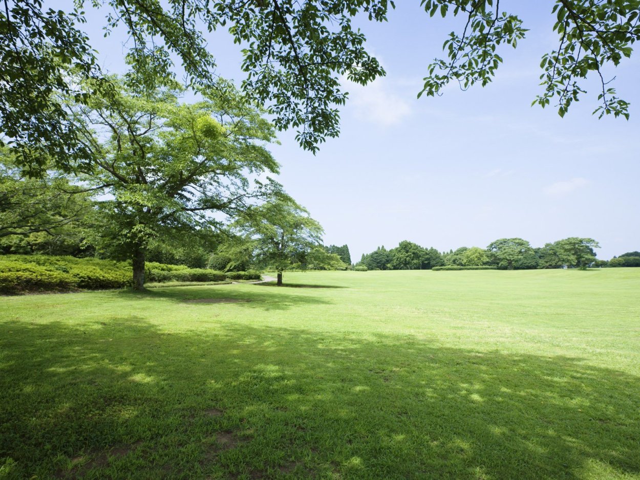 Лужайка с деревьями