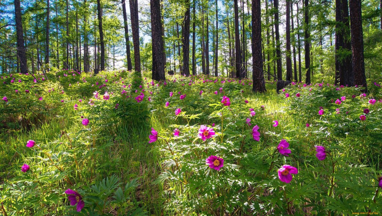 Пионы Лесные Сибирские