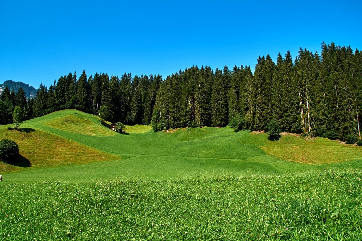 Поляна в лесу