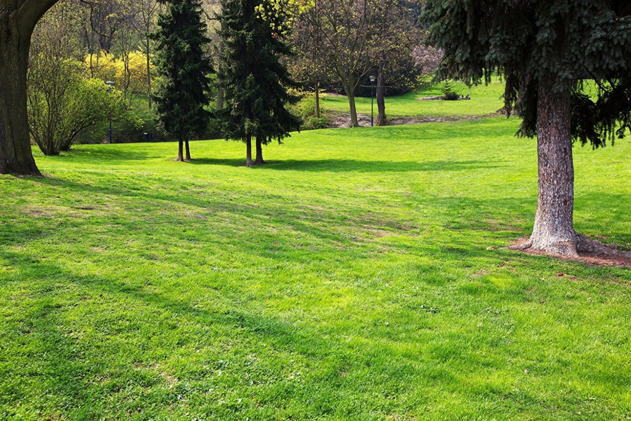 Лужайка с деревьями