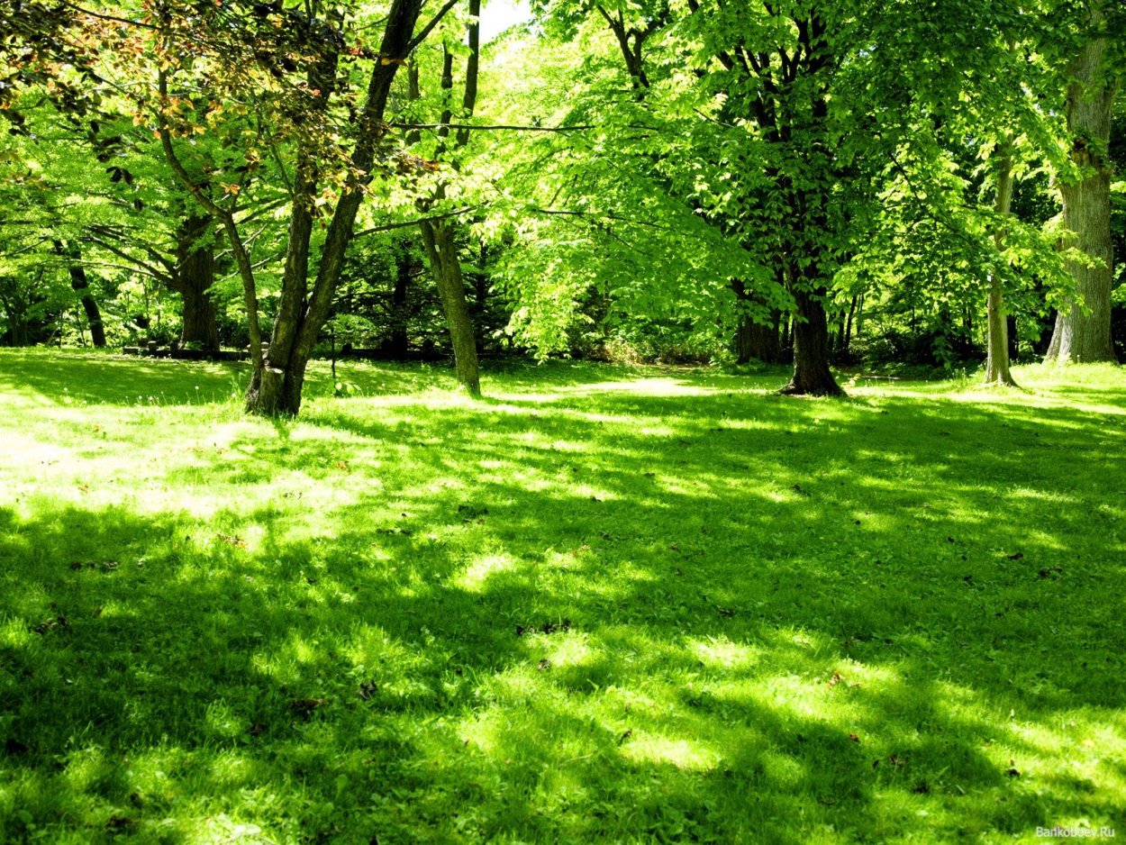 Деревья на газоне