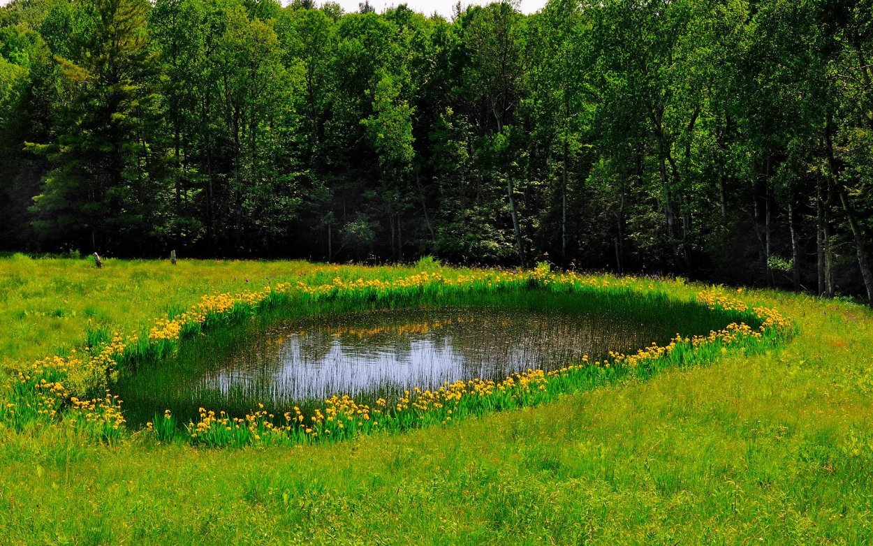 Зеленый пруд Бианки