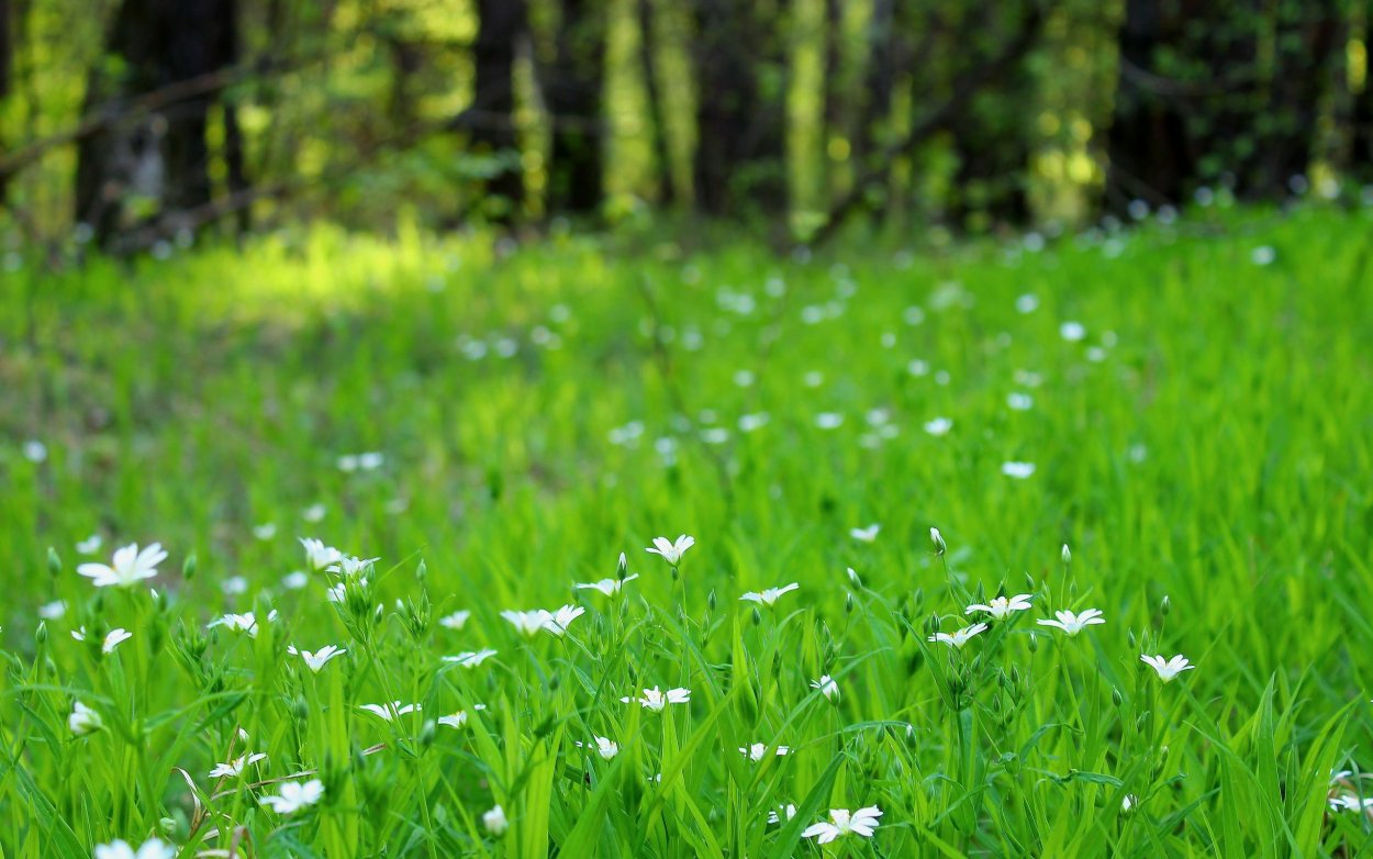 Трава Полянка