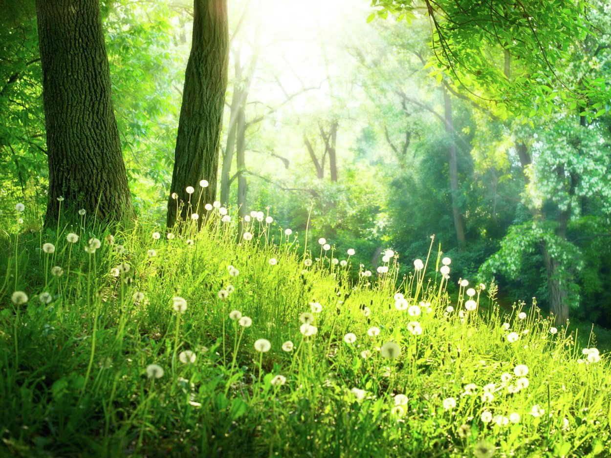 Лето в лесу