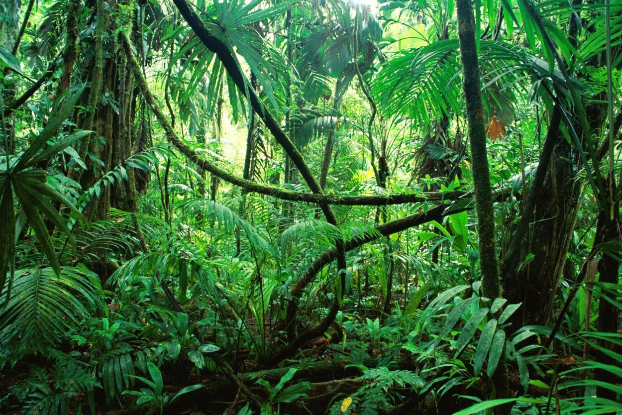 Экваториальные леса южной америки
