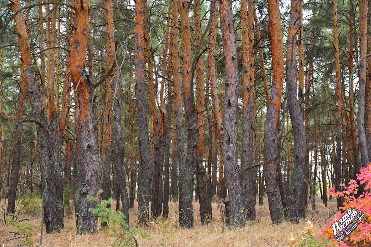 Сосновый Бор Ростовская область