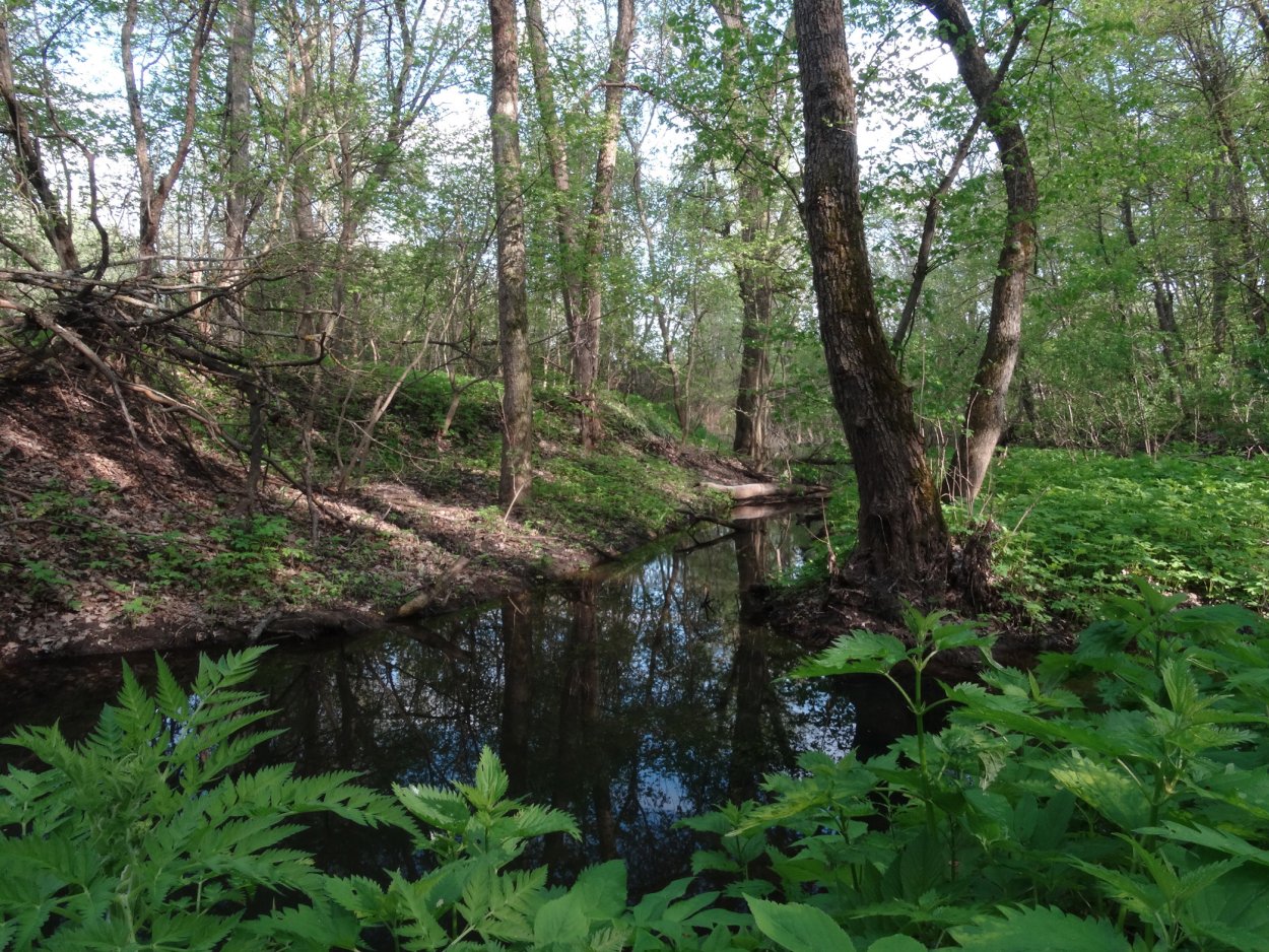 Новомарьевском лесу Родник