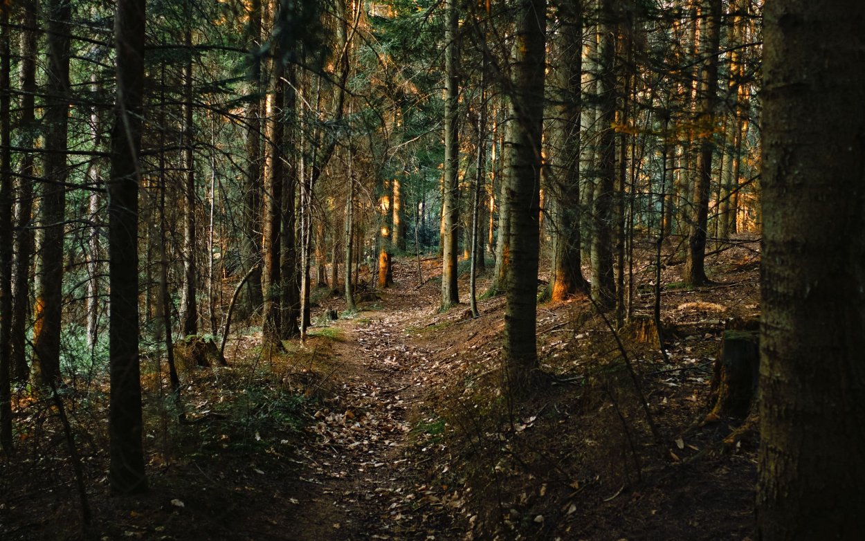 Тропа в Сосновом лесу