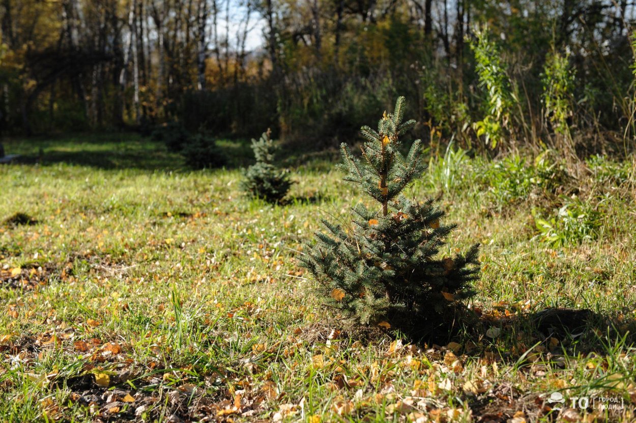 Г.Томск Михайловская роща