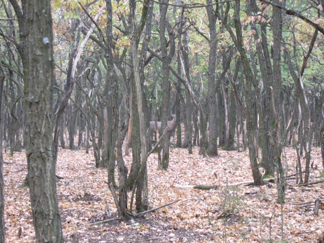 Александровский лес Азовский район дуб