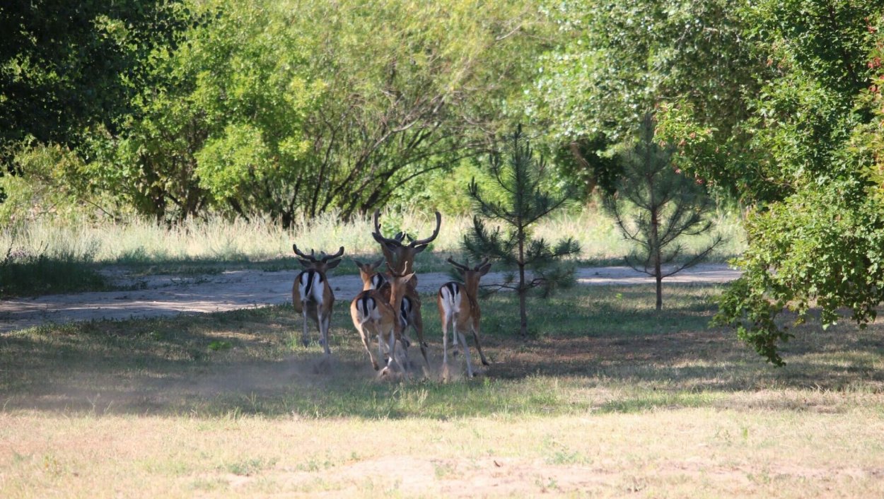 Каменское Запорожская область