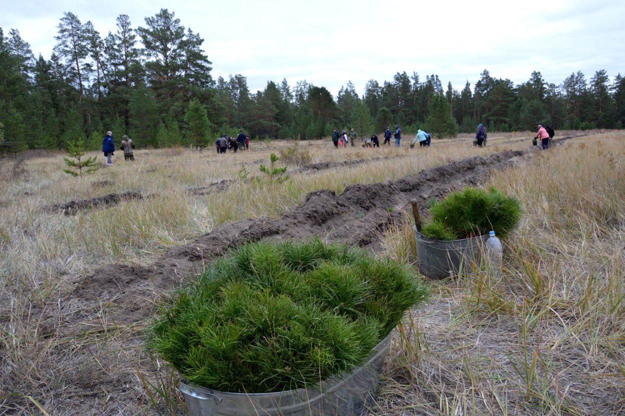 Михайловский лесхоз Волгоградская область