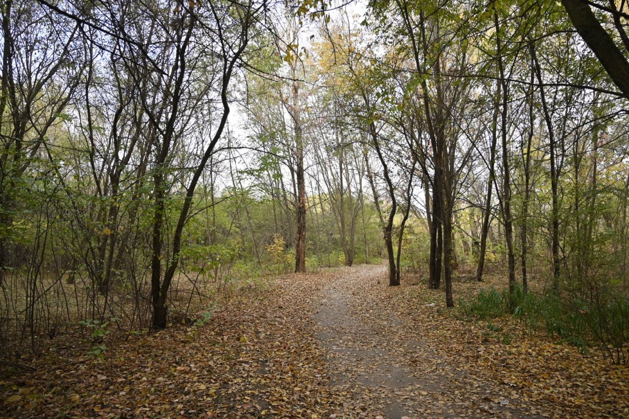 Александровский лес Ростов на Дону