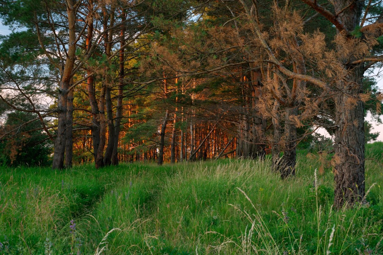 Лесной массив Галкинский лес Калужская область