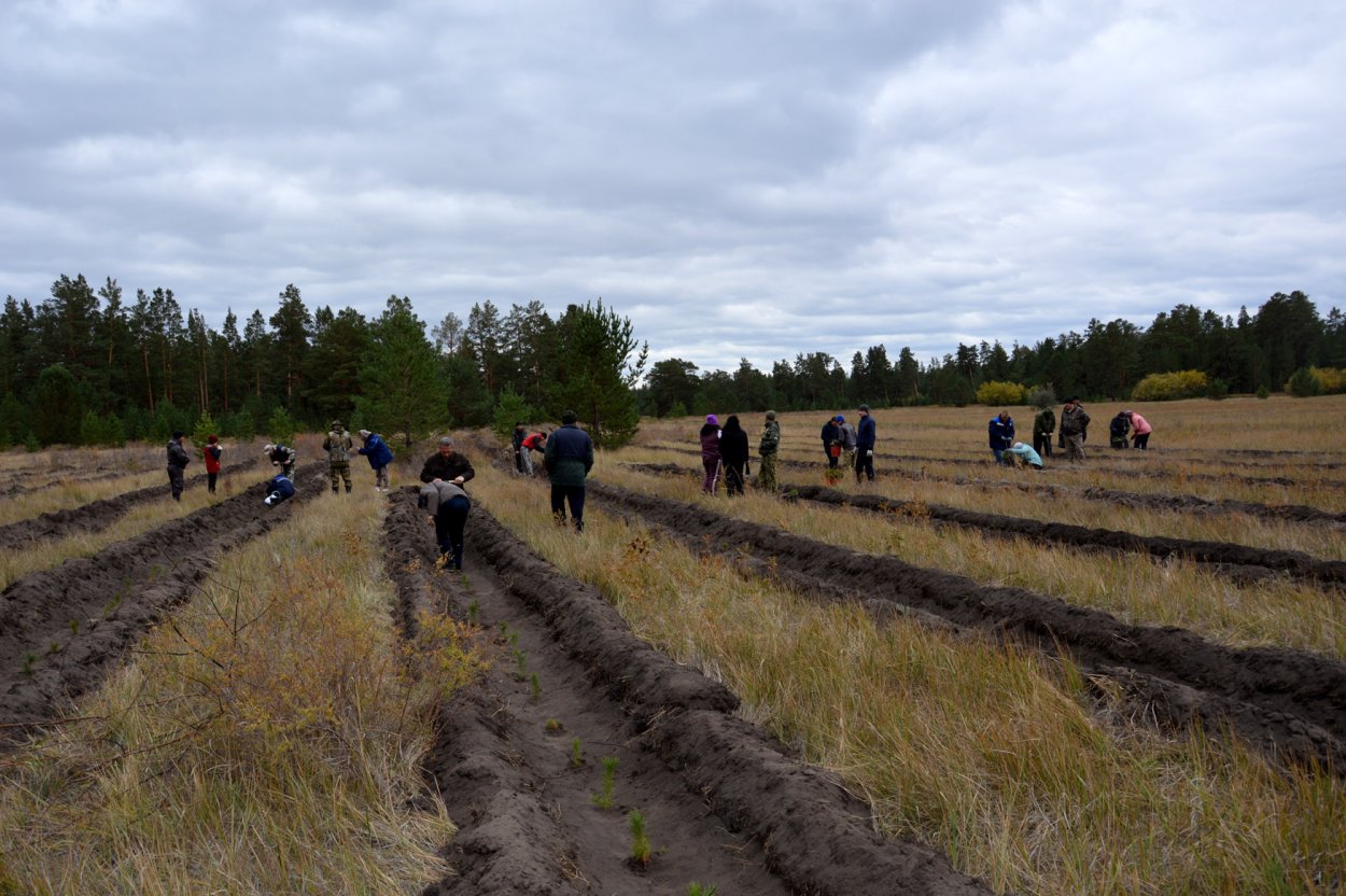 Степно Михайловское лесничество Алтайского