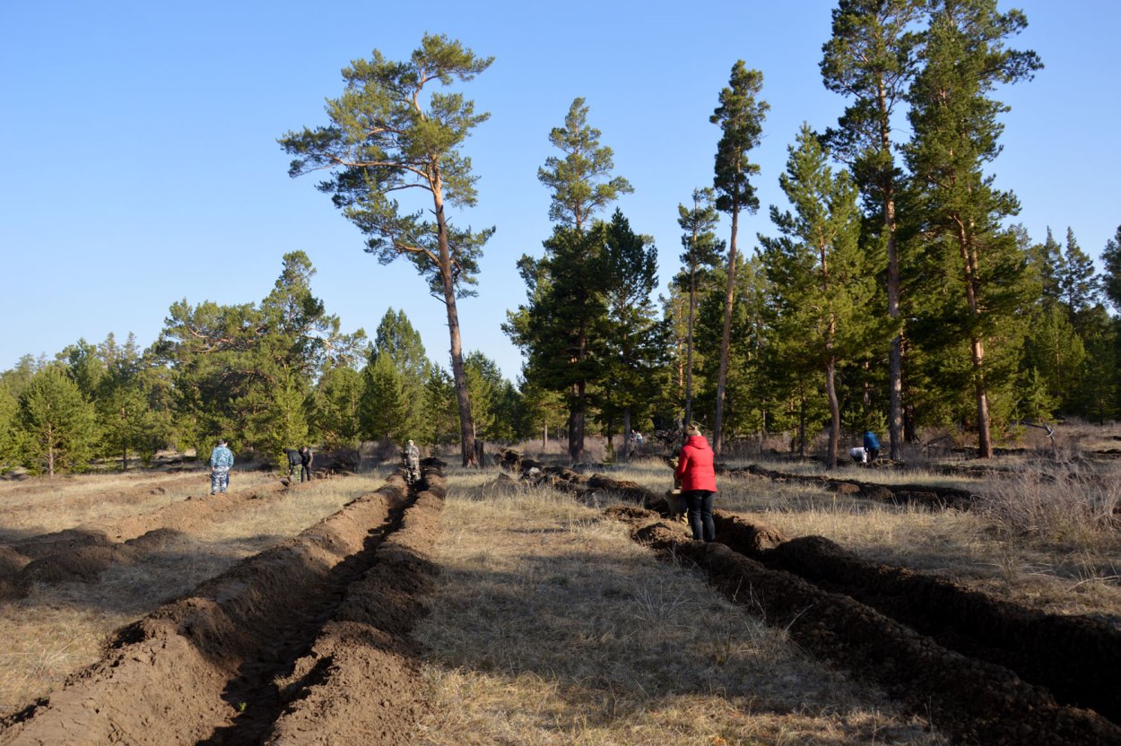 Сосновых Михайловский район