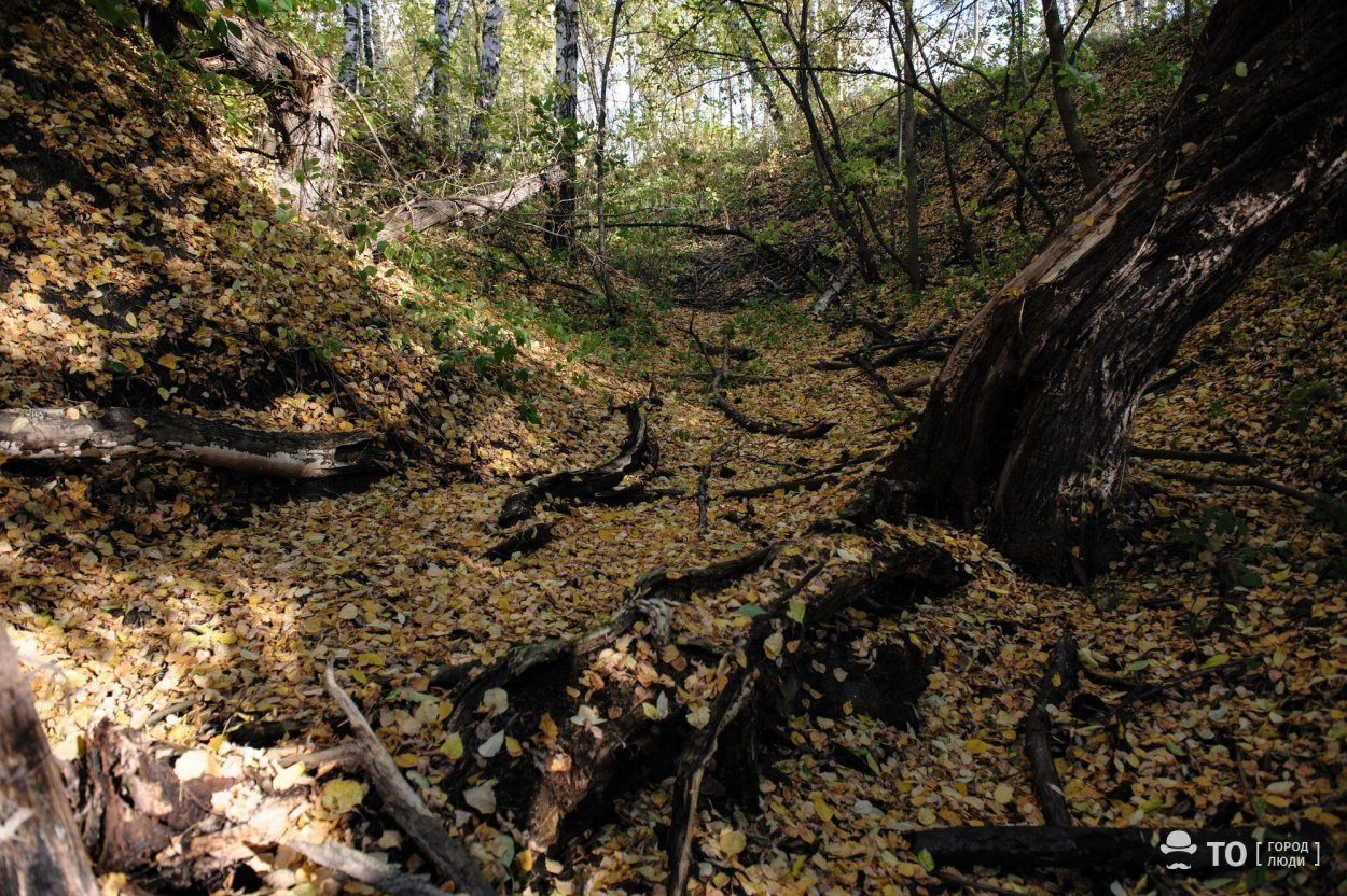 Природный парк «роща Могилица»