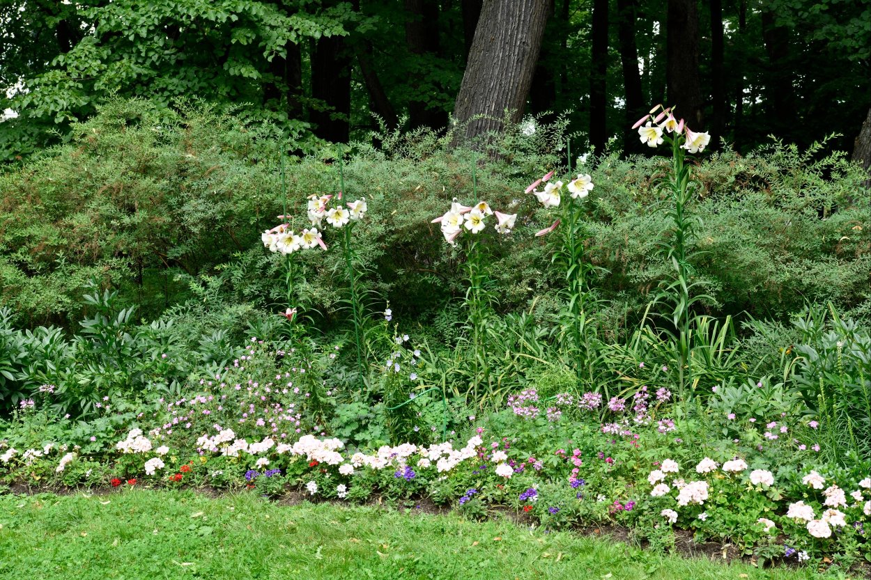 Михайловский сад лилии цветут
