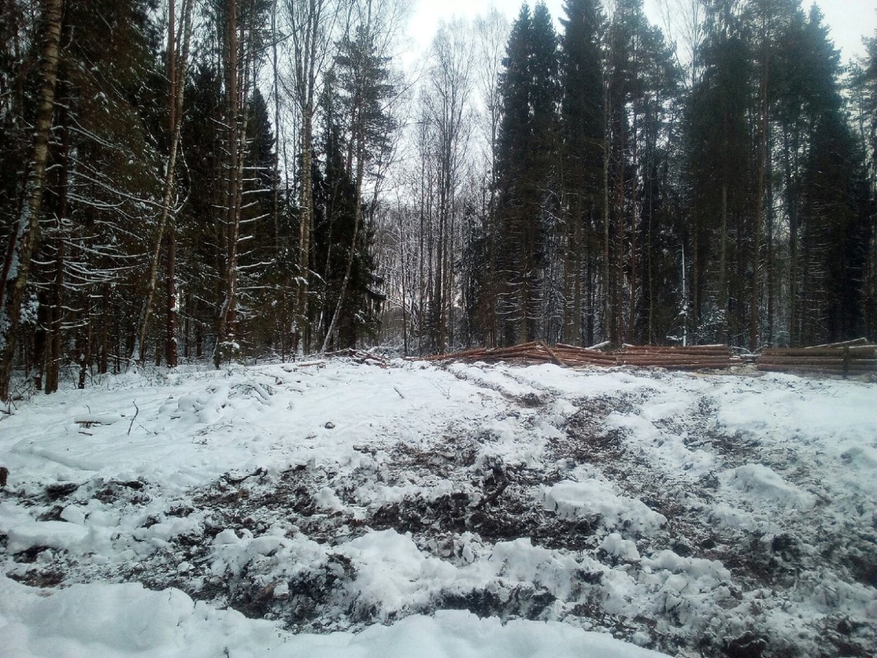 Михайловский лес