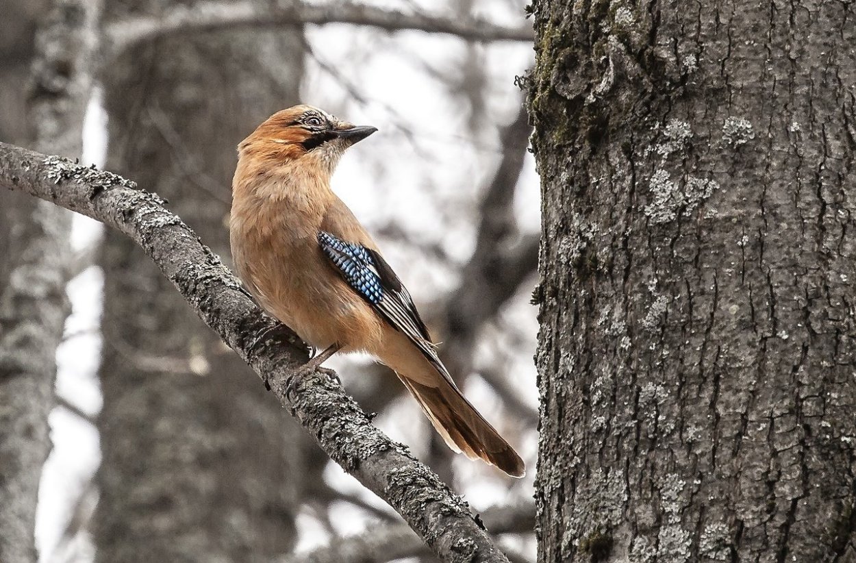 Птицы Подмосковья Сойка