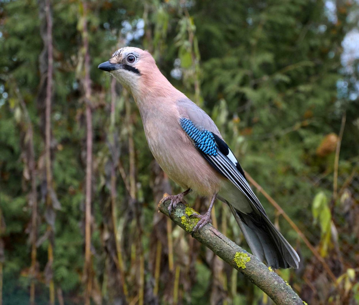 Птица Сойка Крымская