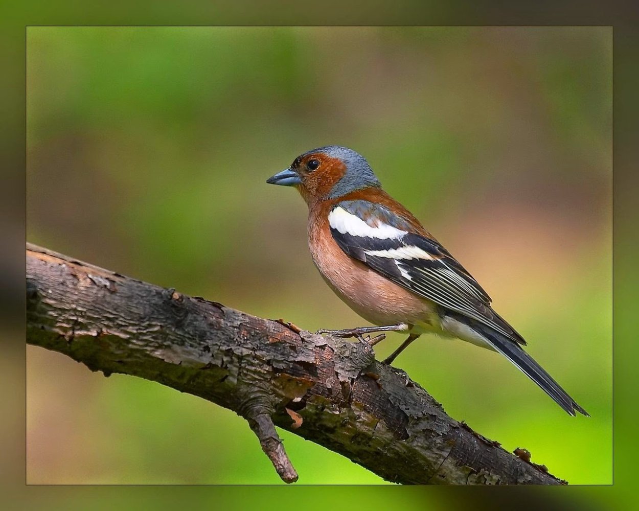 Зяблик Перелетная птица