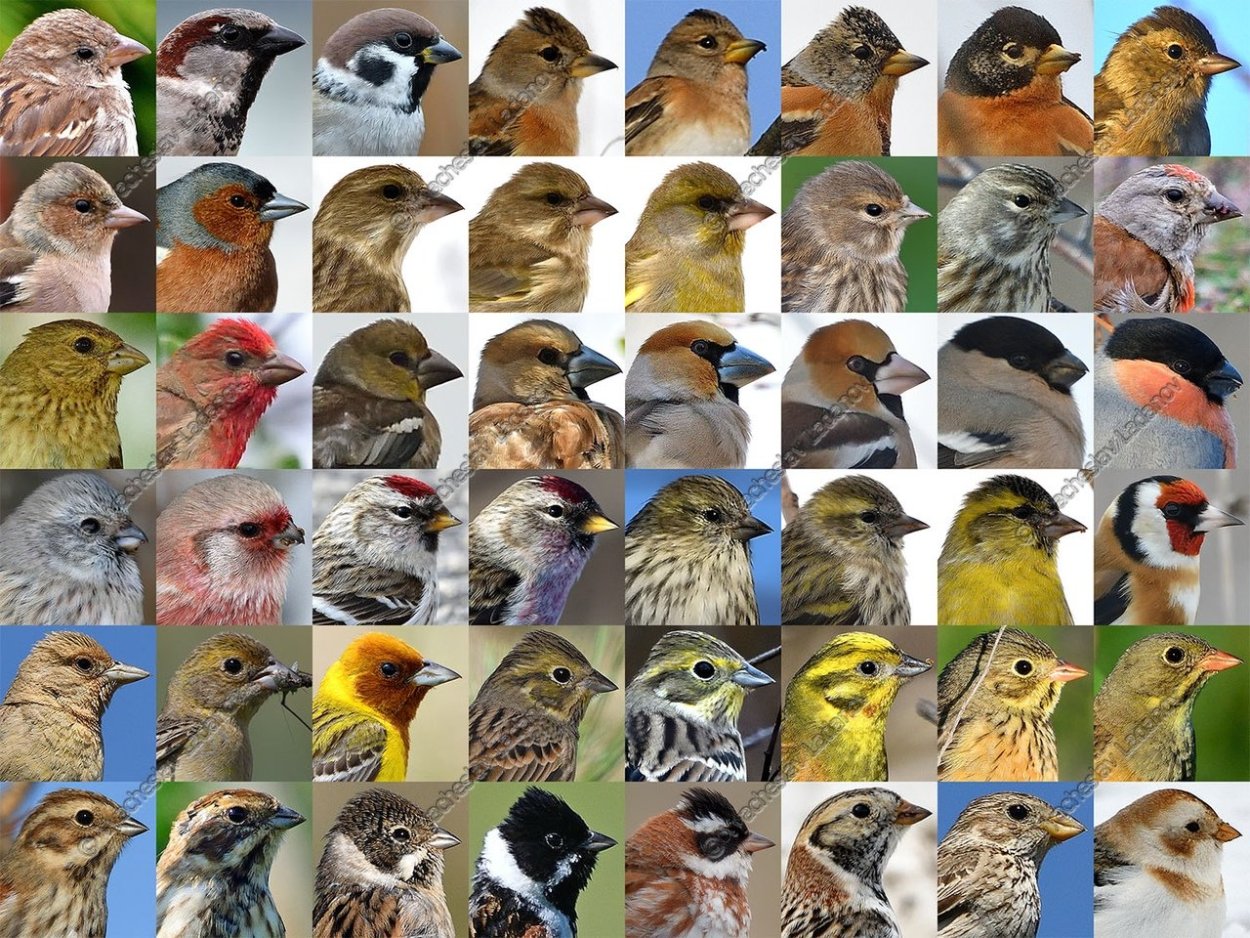 Семейство Вьюрковые представители