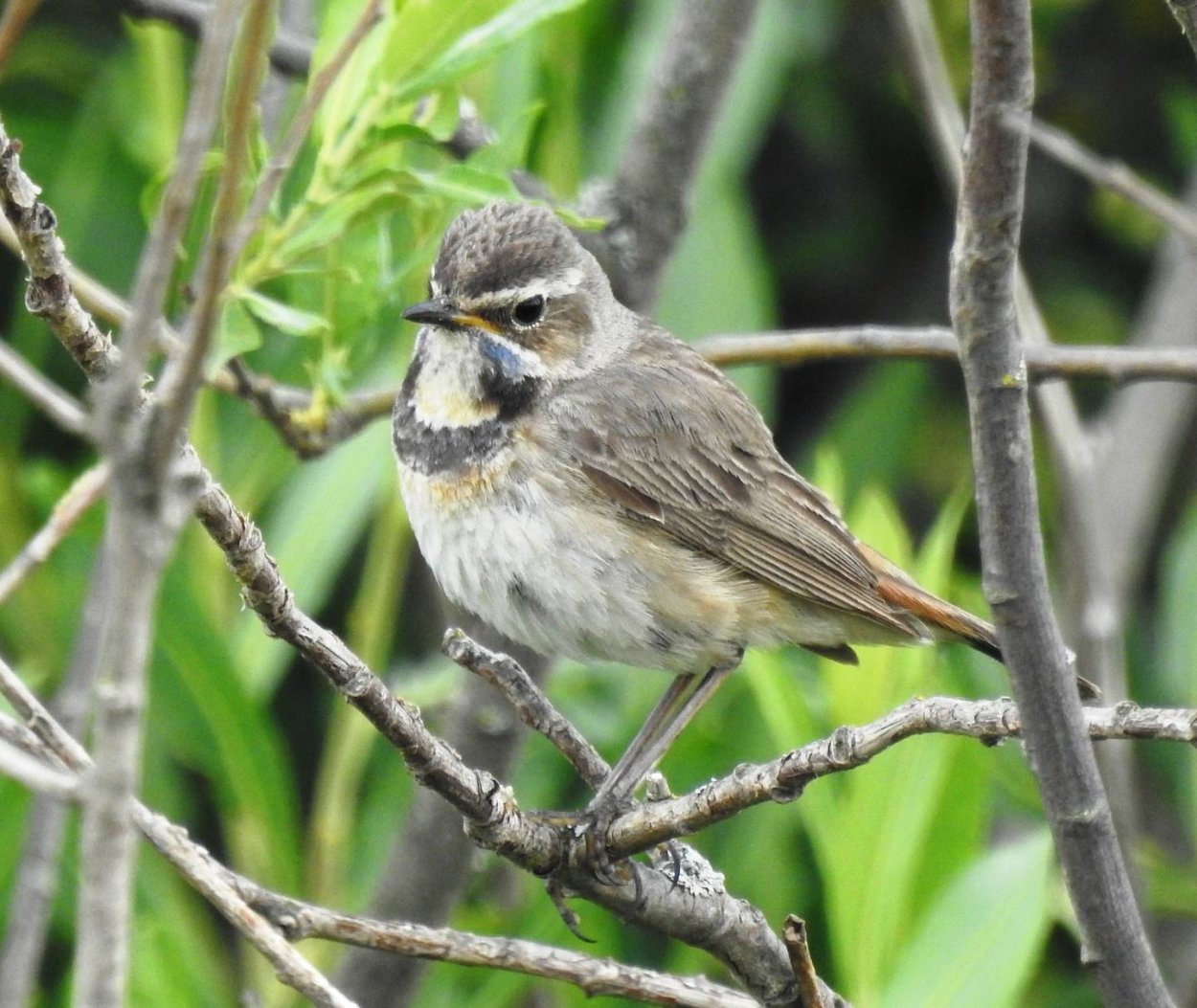 Птицы Подмосковья