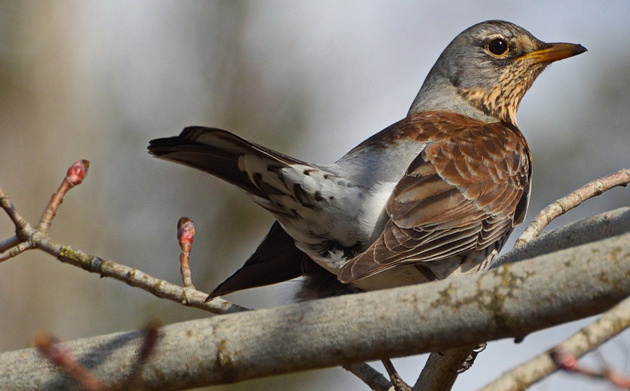 Весенние птицы Украины