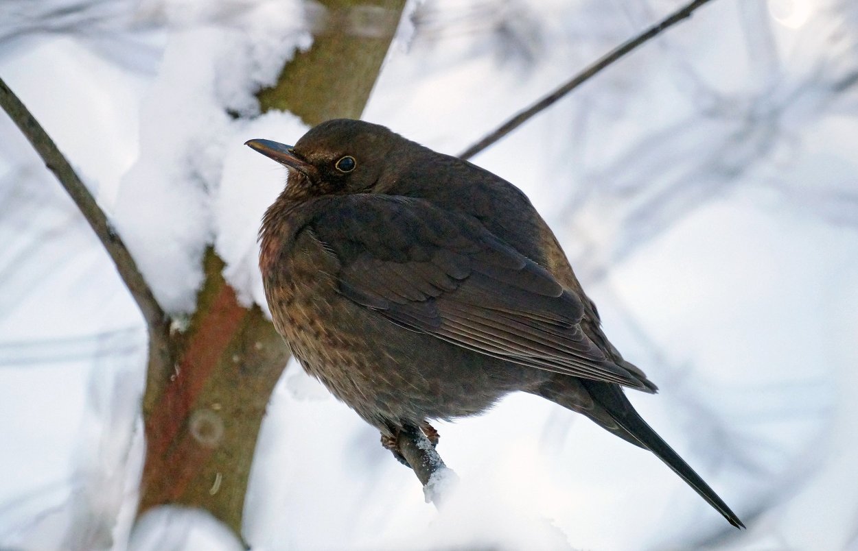 Птицы Подмосковья черный Дрозд