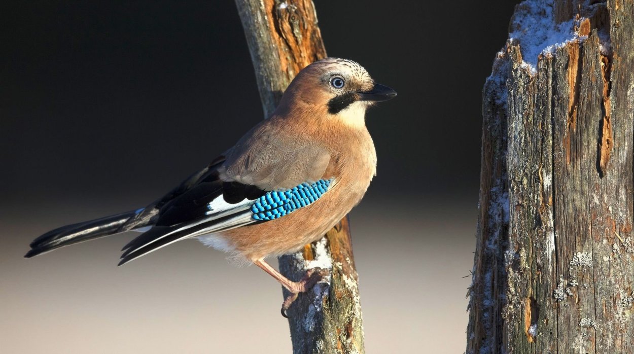 Сойка и Дрозд