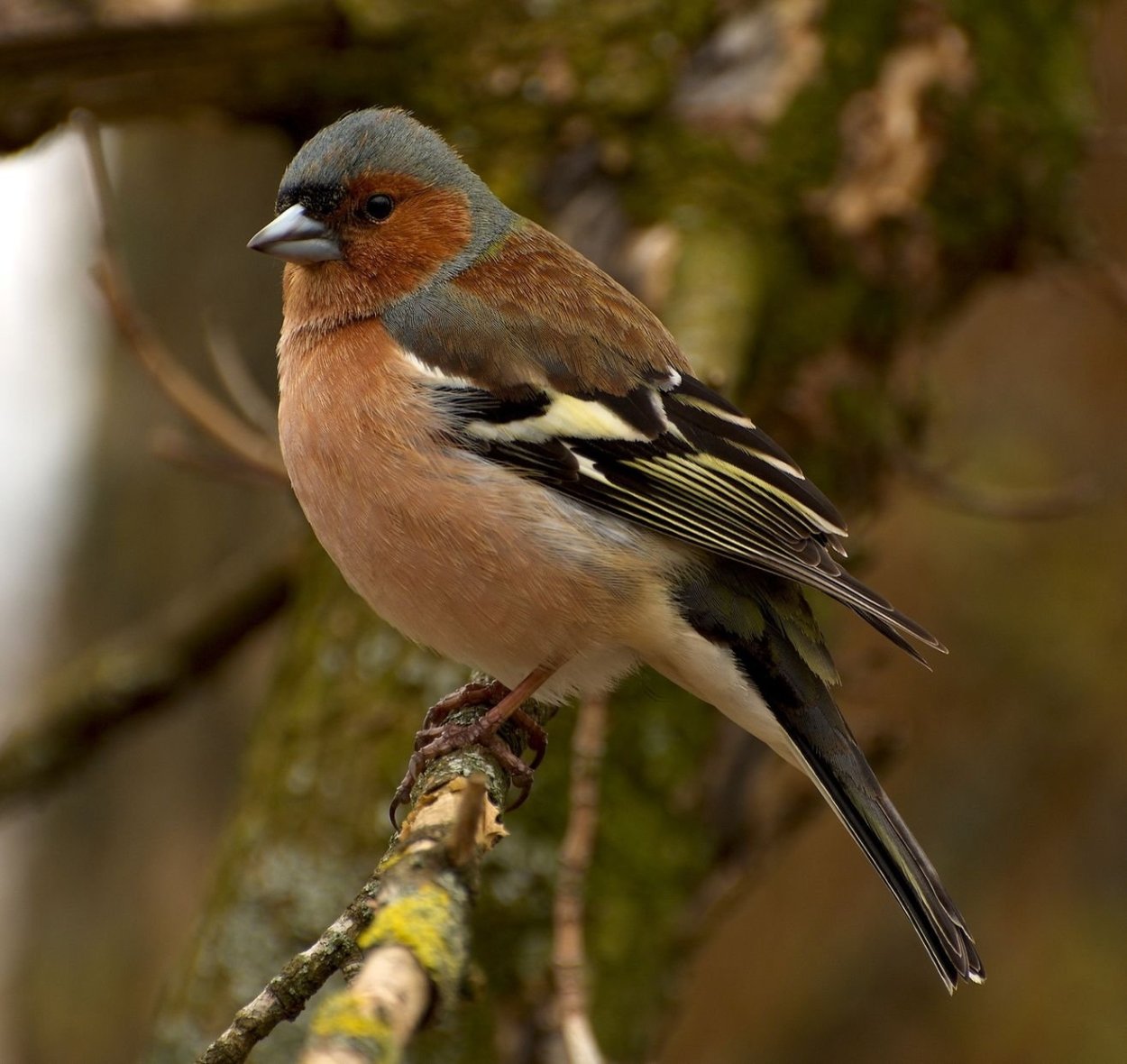 Зяблик Геншин