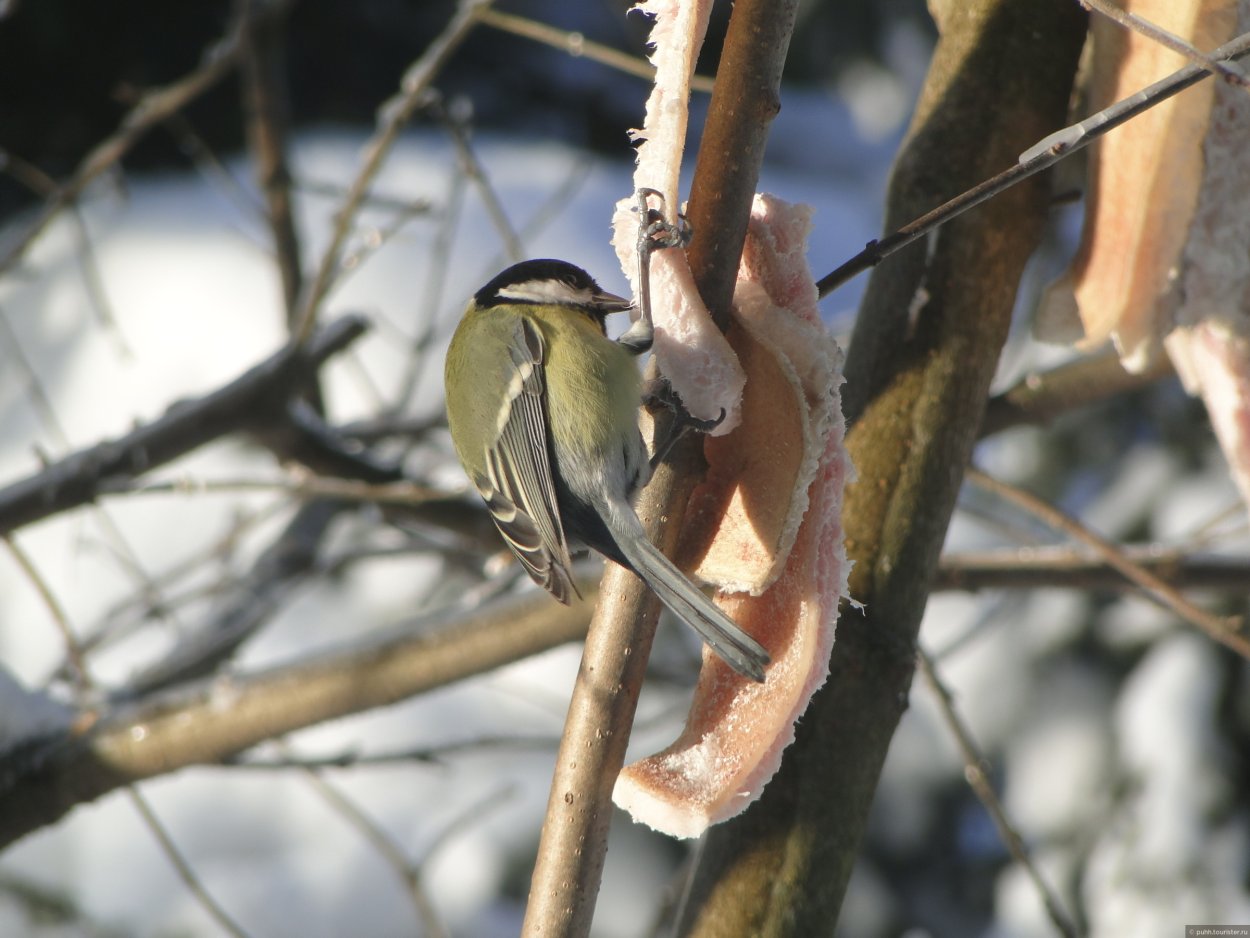 Маленькие птички Подмосковья зимой