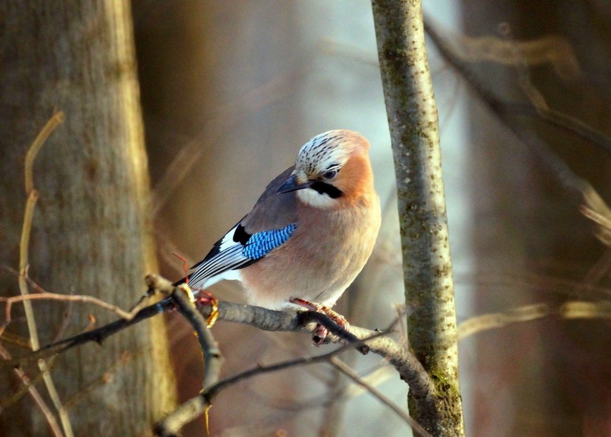 Сойка в Подмосковье