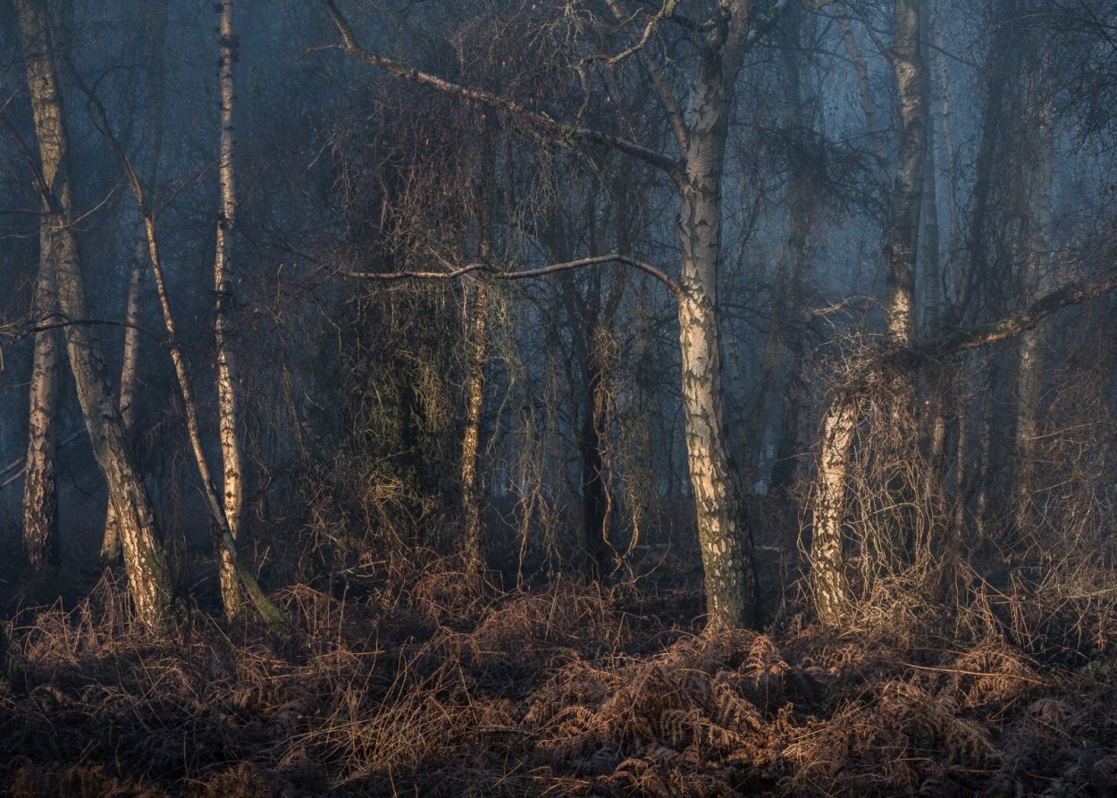 Заросли леса