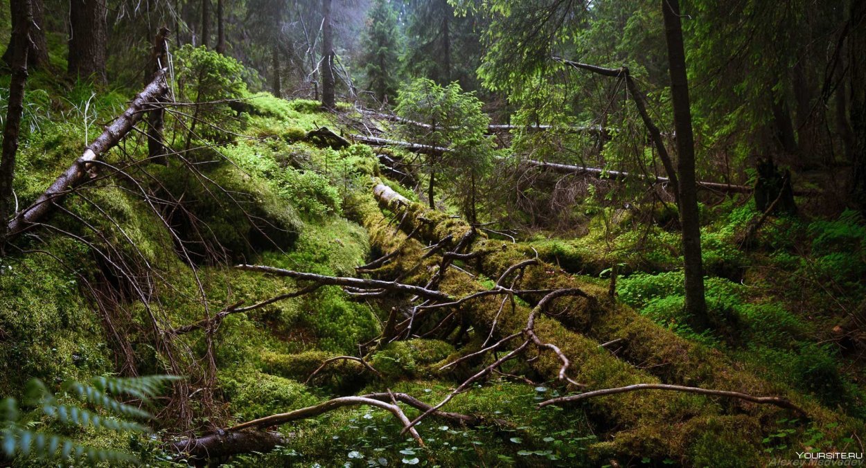 Сибирская Тайга бурелом