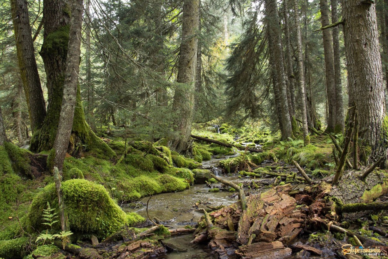 Тайга хвойный Бор НЕПРОХОДИМАЯ