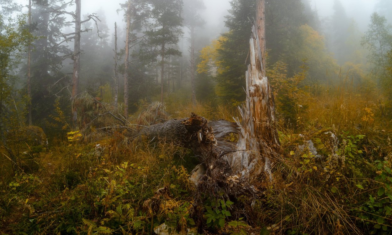 Тайга ХМАО бурелом