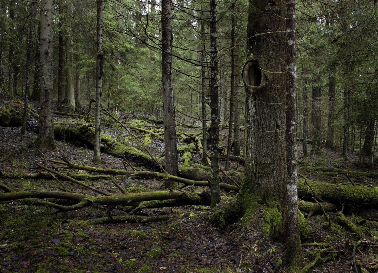 Глухие леса