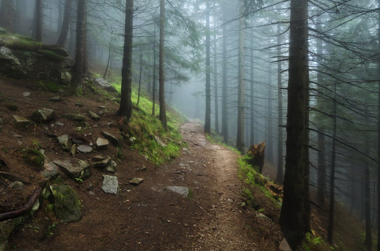 Заповедник «дремучие леса»